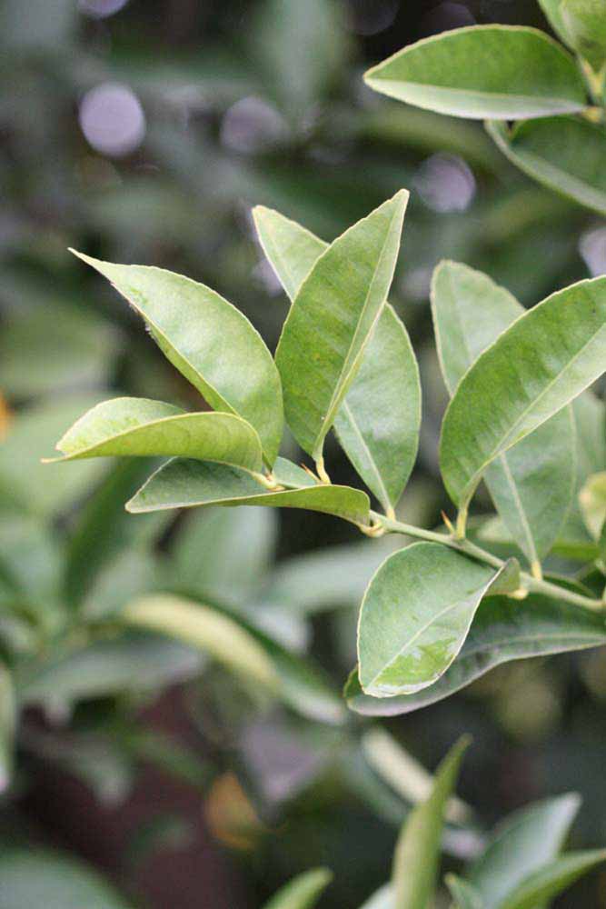            Sun leaves (Riverside, CA)   